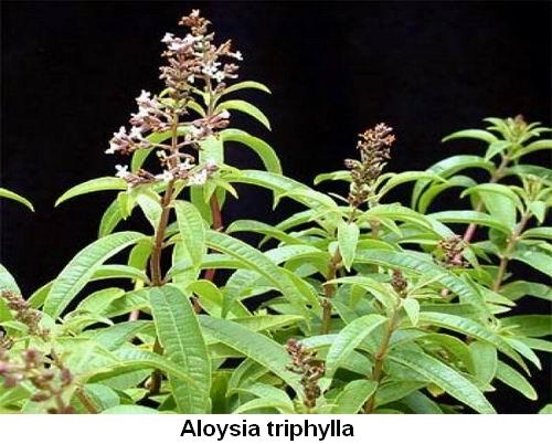 Aloysia triphylla.jpg